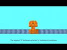 ATP Synthase Animation