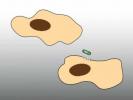 Apoptosis