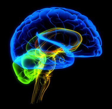 brain.jpg